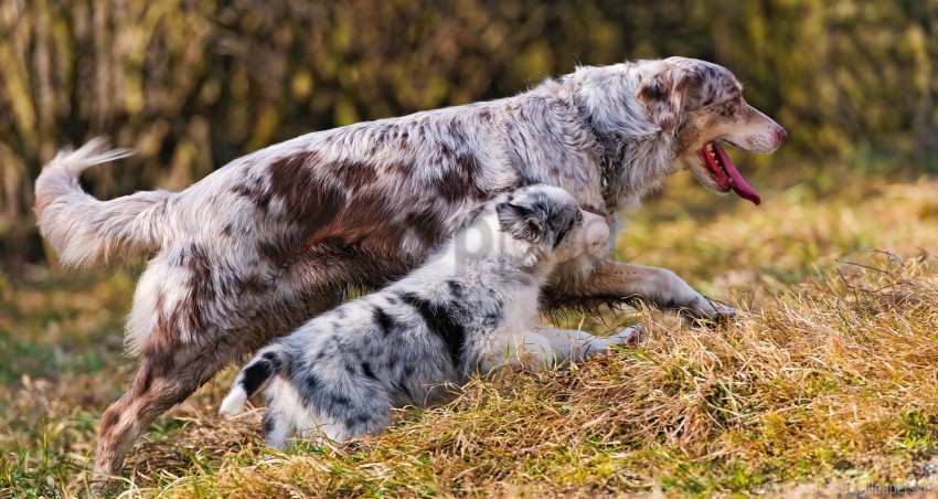 australian shepherd couple dog grass puppy run walk wallpaper PNG for business use