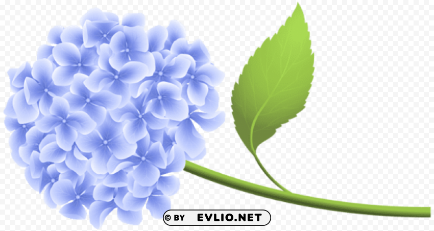 PNG image of blue hortensia PNG graphics with clear alpha channel collection with a clear background - Image ID c0adee57