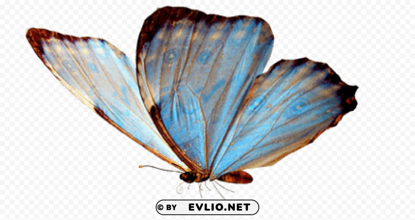 Butterfly Flying PNG Image With Transparent Cutout