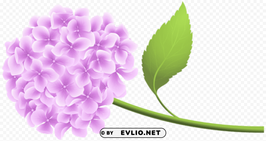 PNG image of pink hortensia PNG graphics with clear alpha channel with a clear background - Image ID 060d456b