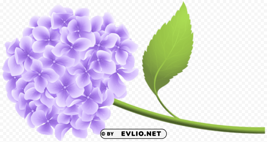 purple hortensia PNG graphics with transparency