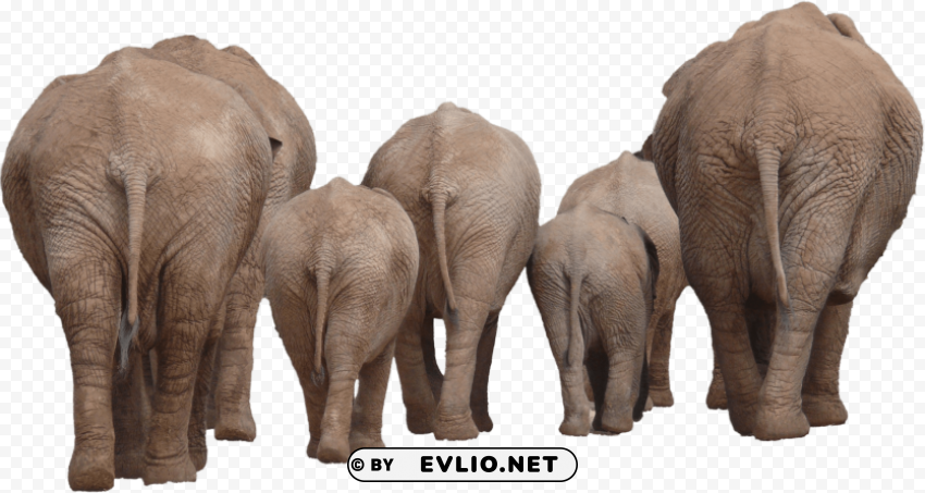 elephant group Clear Background PNG Isolation