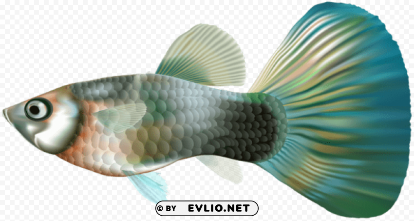 Female Guppy Fish Isolated Character In Transparent PNG