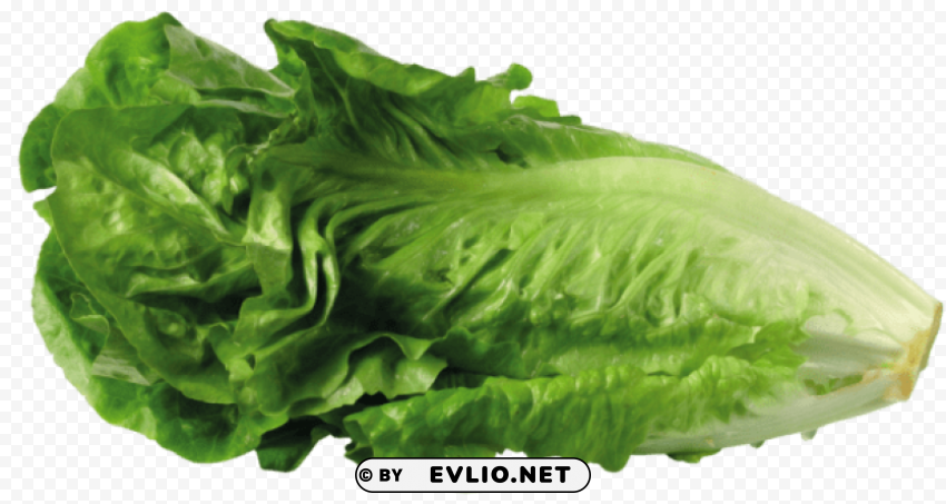 green lettuce PNG files with clear background bulk download