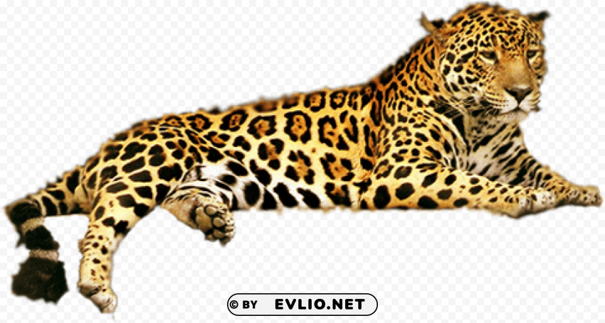 cheetah free Isolated Subject with Transparent PNG