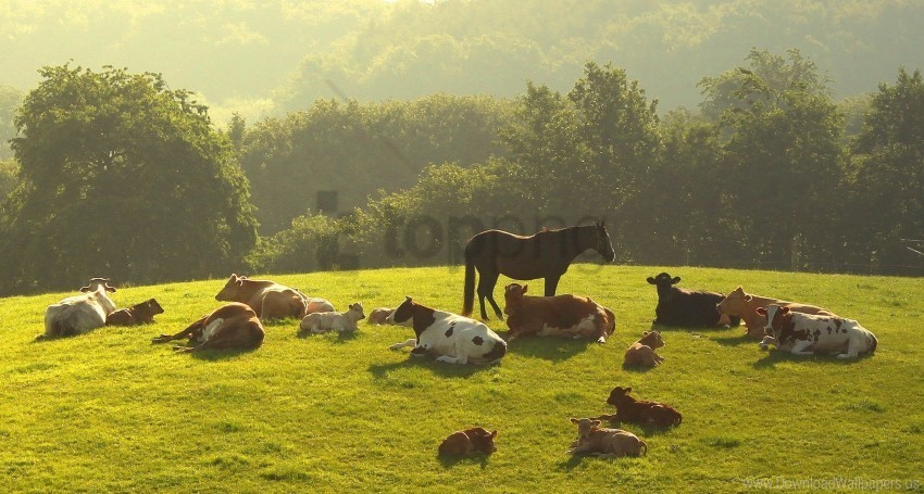 cows grass herd horses lie down night trees wallpaper High-resolution PNG images with transparency