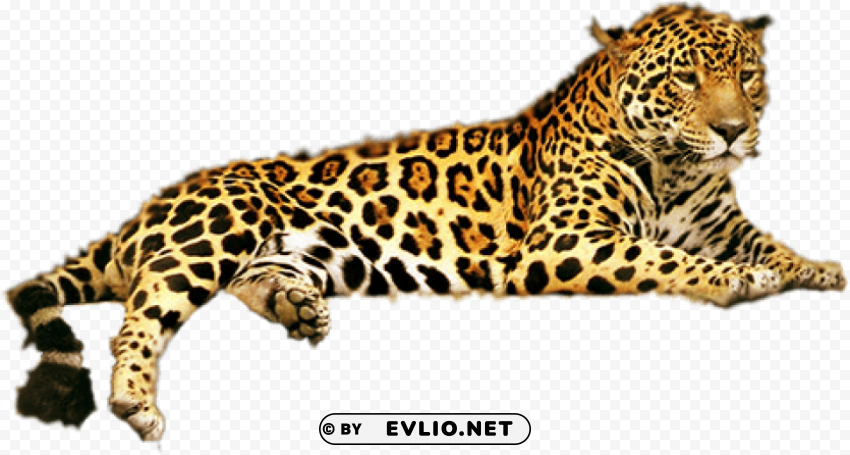 Jaguar Transparent PNG Images For Printing