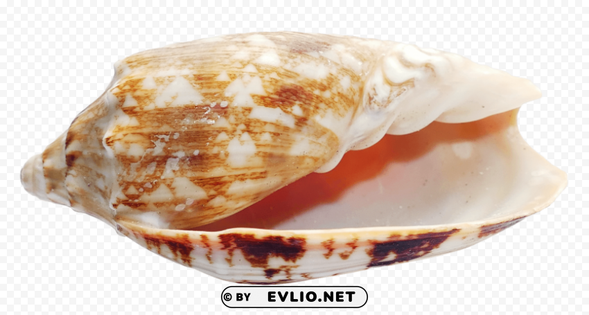PNG image of Seashell Transparent PNG Image Isolation with a clear background - Image ID ef2a5107