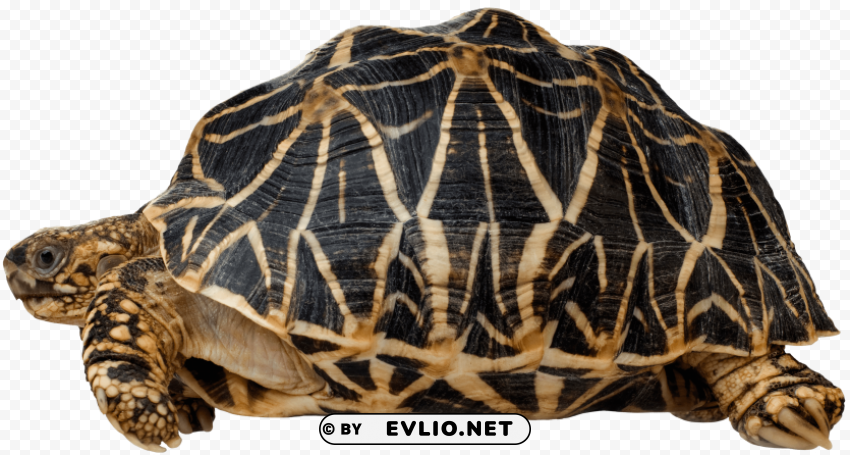 turtle PNG Image with Transparent Cutout