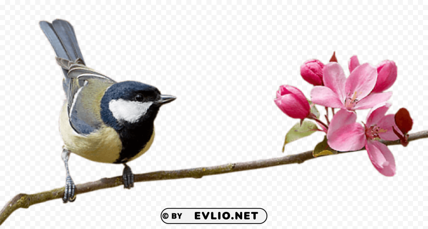 birds PNG for business use