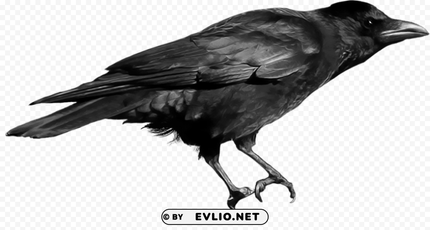 Crow Isolated Illustration in Transparent PNG