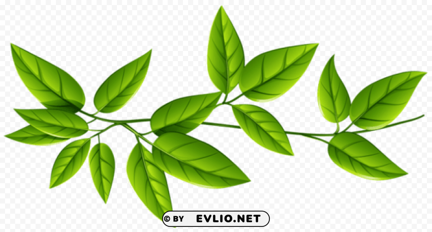 green leaves PNG Graphic Isolated with Clear Background clipart png photo - 92f92389