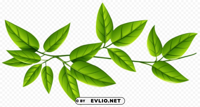 leaves free download Transparent Background PNG Isolated Element