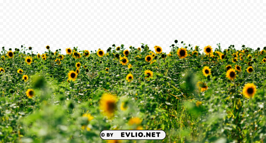 PNG image of sunflowers PNG photos with clear backgrounds with a clear background - Image ID 71488419