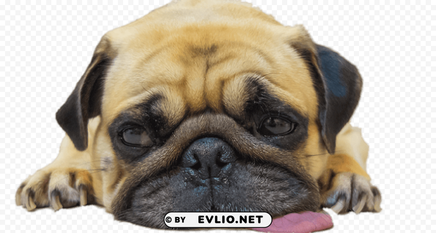 worn out pug PNG with alpha channel