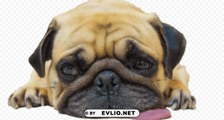 Worn Out Pug PNG With Alpha Channel