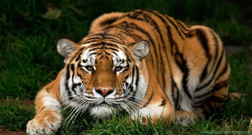 big cat carnivore face tiger walk wallpaper Clear PNG pictures broad bulk