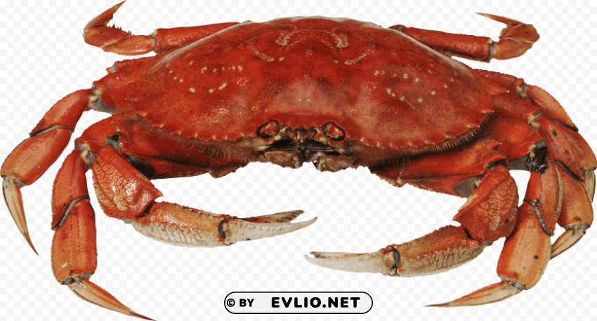 red crab standing Isolated Item on Transparent PNG Format