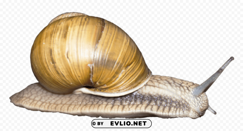 snail PNG photo without watermark