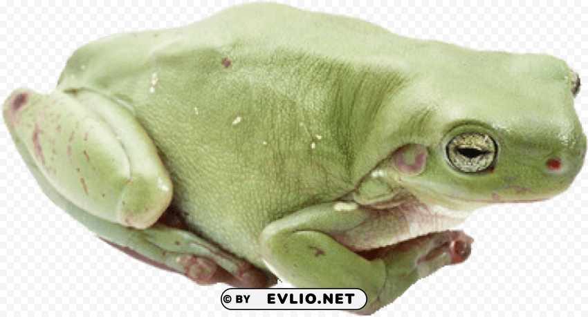 frog Isolated Graphic Element in Transparent PNG