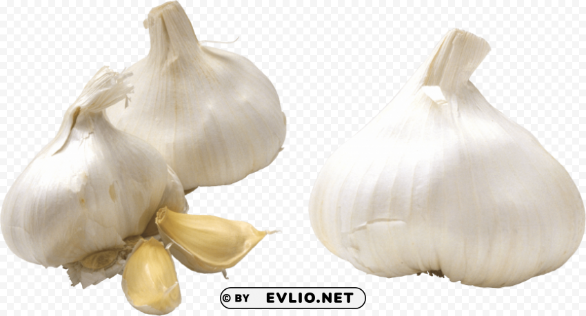 garlic Transparent PNG vectors