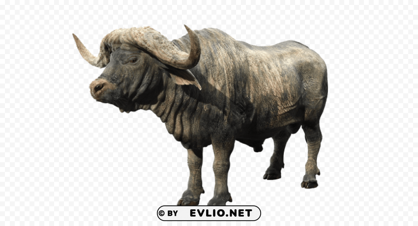 african buffalo HighResolution Transparent PNG Isolation