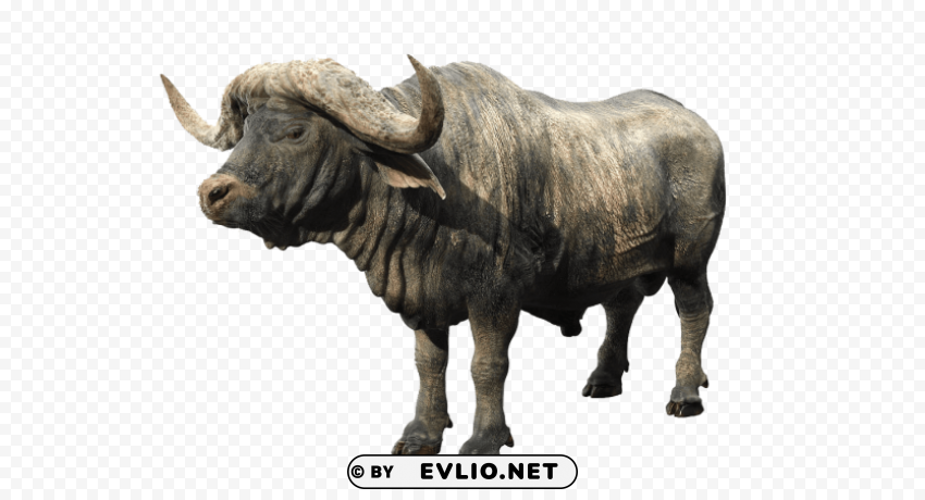 african buffalo HighResolution Transparent PNG Isolation png images background - Image ID 0cb45841