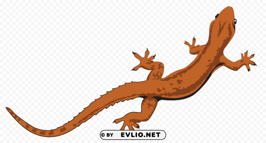 lizard PNG with Isolated Object and Transparency