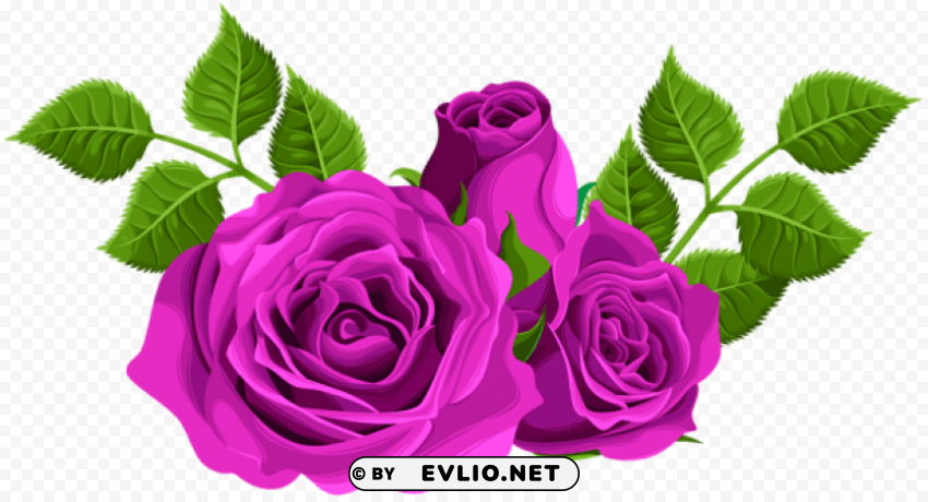purple roses decorative Transparent Background Isolation in PNG Format