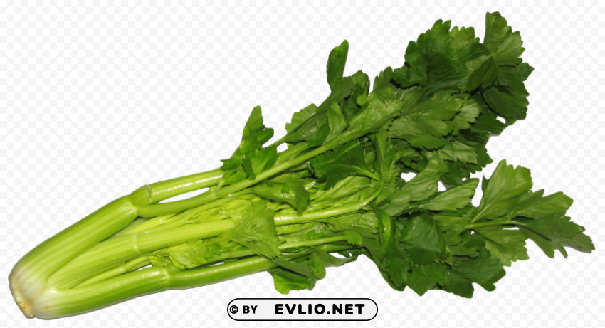 celery PNG Image Isolated on Transparent Backdrop