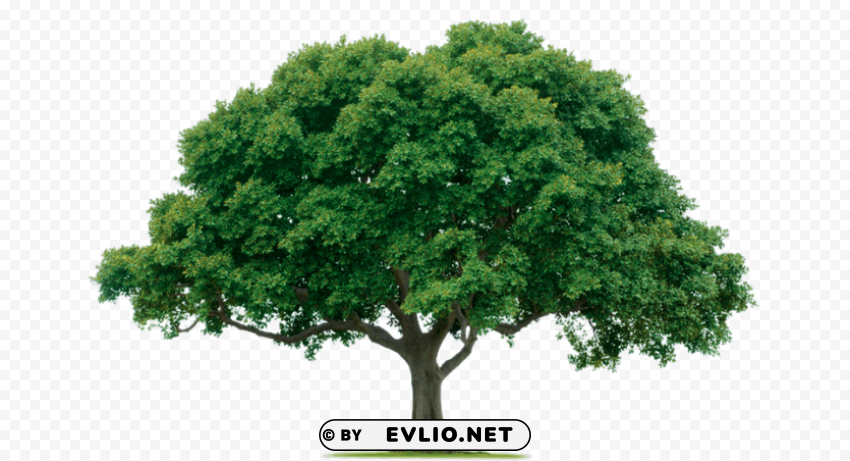 tree Transparent PNG vectors