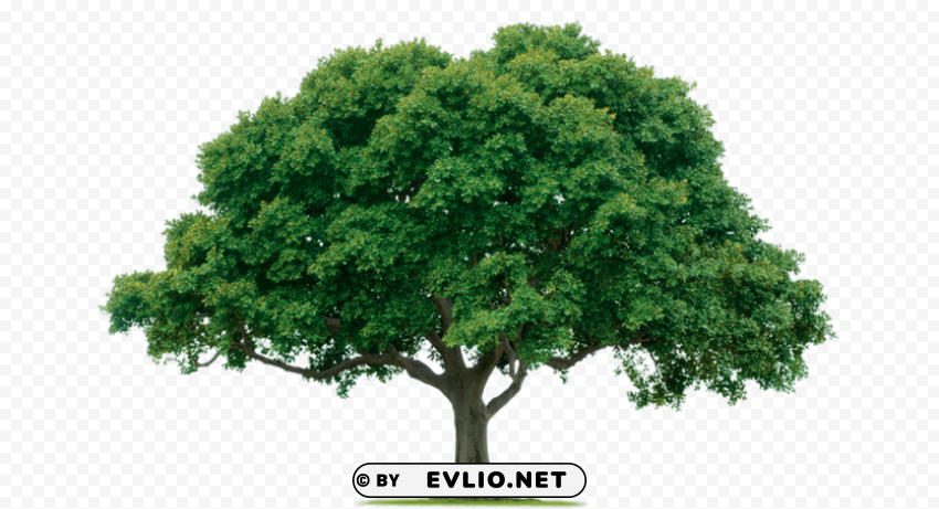 tree Transparent background PNG images selection