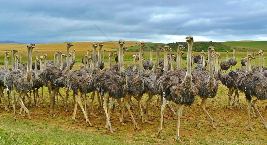 africa birds grass ostriches wallpaper PNG images with high-quality resolution