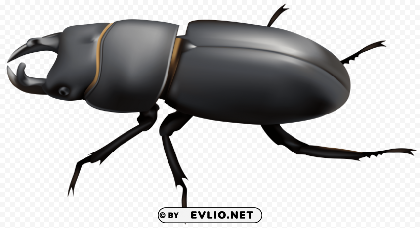 beetle PNG Graphic Isolated on Clear Background Detail