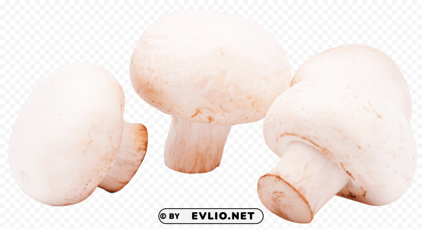 mushrooms PNG images with alpha transparency layer