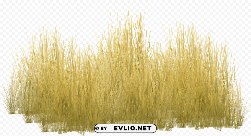 yellow grass Isolated Artwork in Transparent PNG