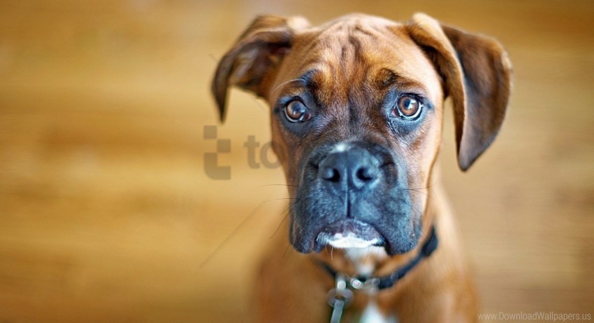 big dog eyes muzzle wallpaper PNG with isolated background