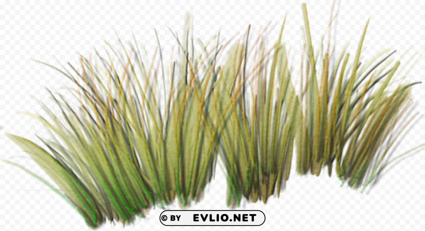 grass plants Isolated Artwork on Transparent PNG
