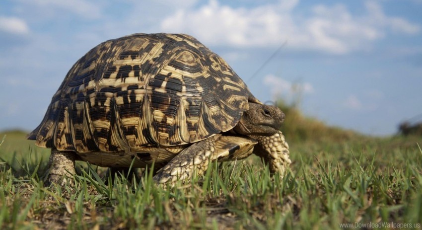 grass turtle walk wallpaper PNG Image with Clear Background Isolation