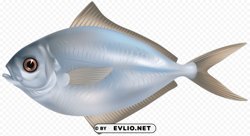 grey butter fish image Transparent Background Isolated PNG Item clipart png photo - b3f7c54d