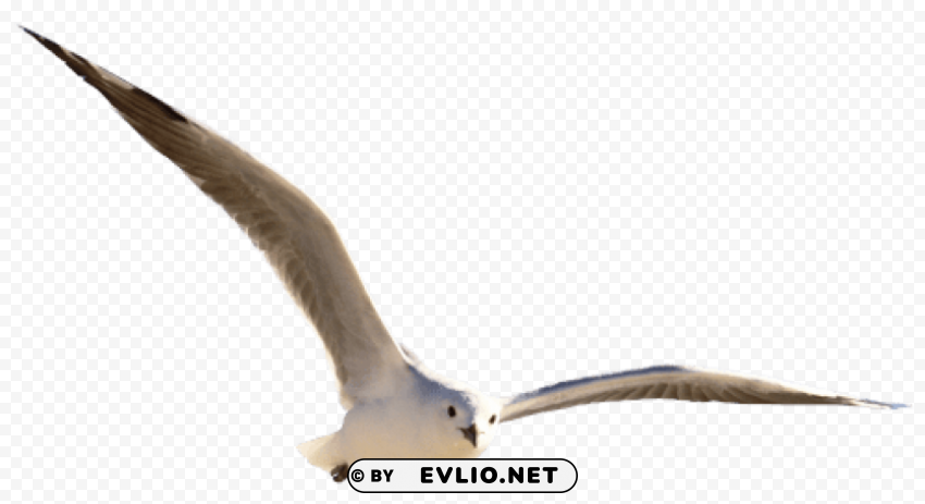 gull PNG with no background free download png images background - Image ID fef2697f