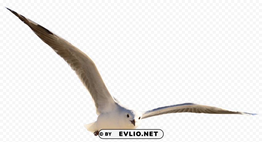 Gull Bird PNG pictures with alpha transparency