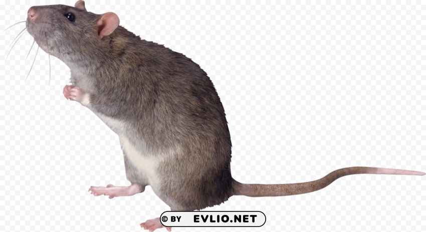 mouse Clear Background PNG Isolation