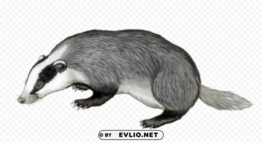 badger illustration Isolated Item with Transparent PNG Background