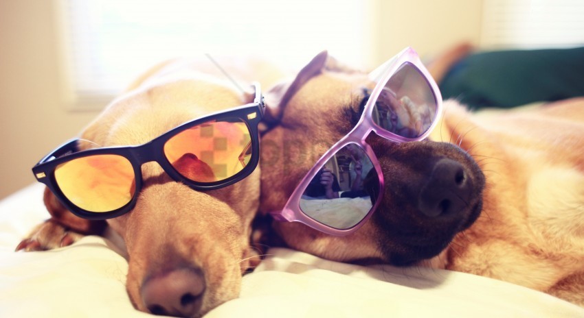 bed dogs dogs glasses lie wallpaper Transparent Background Isolated PNG Figure