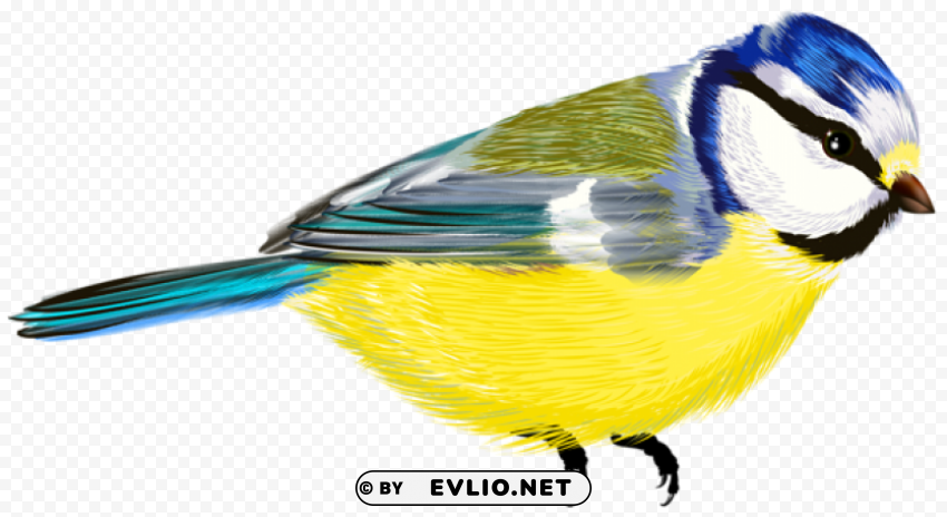 bird transparent Isolated Character on HighResolution PNG