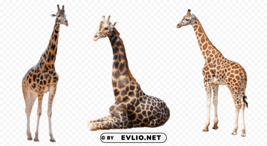 giraffe PNG Graphic with Transparency Isolation