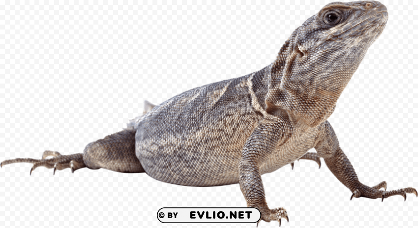 lizard s PNG with clear background extensive compilation