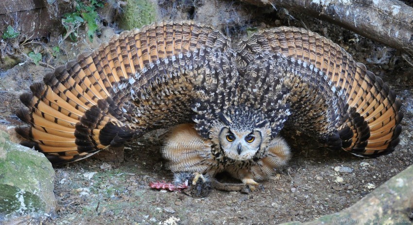 Flapping Owl Predator Prey Wings Wallpaper Free Download PNG With Alpha Channel