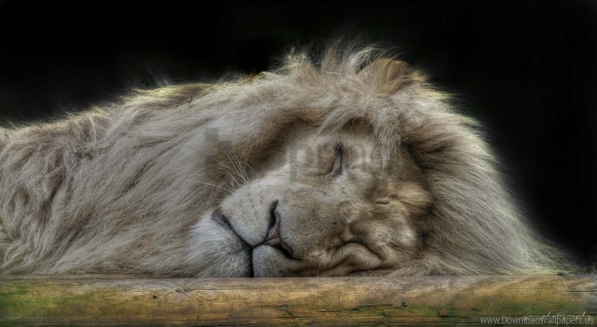 big cat face furry lion predator sleep wallpaper HighQuality Transparent PNG Isolation